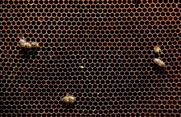 꿀벌에 넓어짐 — 스톡 사진