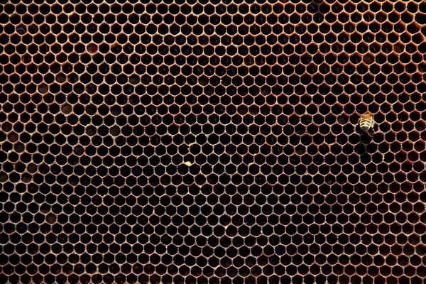 Arılar Tarafından Yapılan Peteğin — Stok fotoğraf