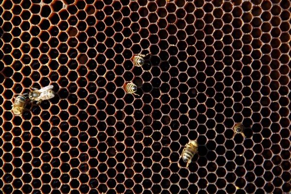 꿀벌에 넓어짐 — 스톡 사진