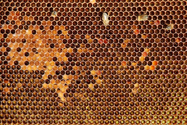 Készült Méhek Lépek — Stock Fotó
