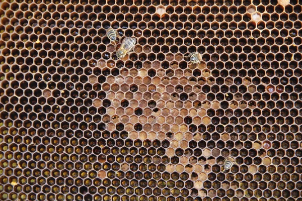Arılar Tarafından Yapılan Peteğin — Stok fotoğraf
