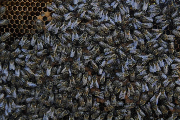 Honeycombs Made Bees — Stock Photo, Image