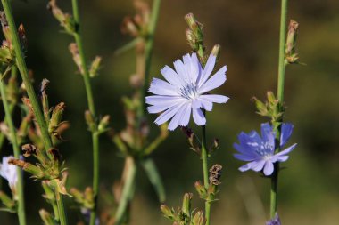 hindiba alanında büyür