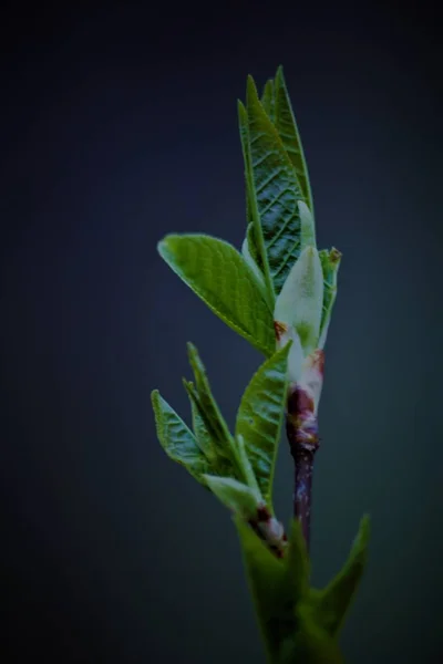 Ramo Árvore Com Folhas — Fotografia de Stock