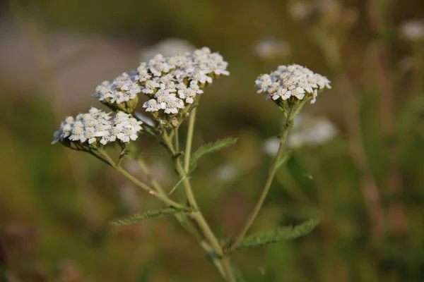 Yarrow Grows Forest — Stock Photo, Image