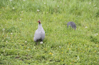 Gine fowl çayır yürür