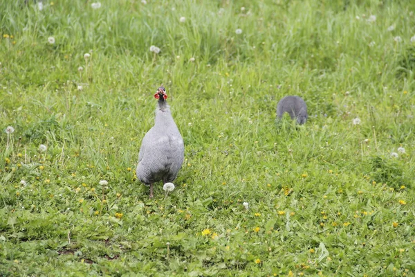 Parelhoenders Wandelingen Weide — Stockfoto