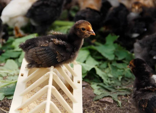 small chickens on the farm