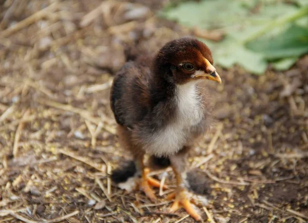 small chickens on the farm