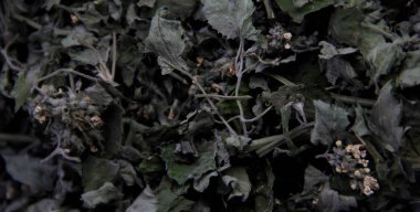 Kuru tıbbi çiçek Melissa