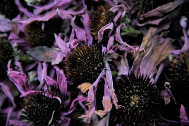 tıbbi bitki Ekinezya kurutulmuş