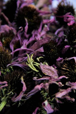 tıbbi bitki Ekinezya kurutulmuş