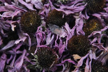 tıbbi bitki Ekinezya kurutulmuş