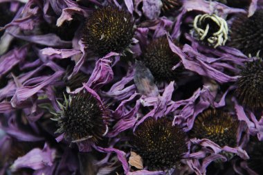 tıbbi bitki Ekinezya kurutulmuş