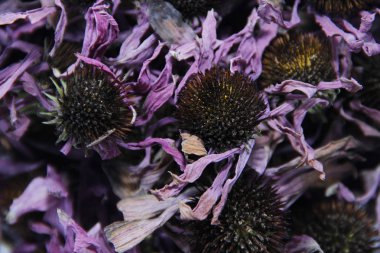 tıbbi bitki Ekinezya kurutulmuş