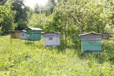 Yaz arıcılıkla uğraşan kırsal kesimde
