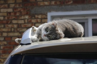 Evcil hayvan doğada sakin ol.