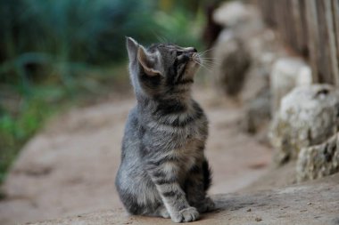 Evcil hayvan doğada sakin ol.