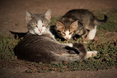 Evcil hayvan doğada sakin ol.