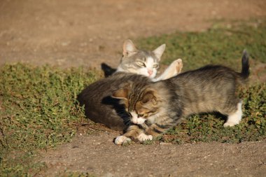 Evcil hayvan doğada sakin ol.