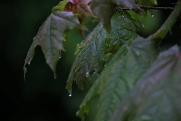 Nature Summer Rain — Stock Photo, Image