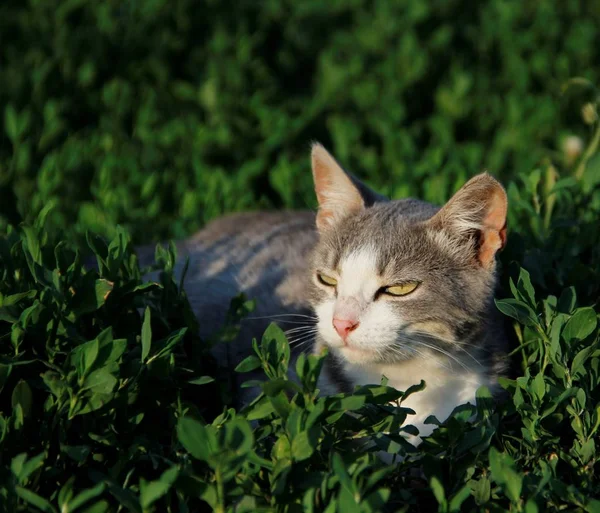 Mascotas Relajarse Naturaleza — Foto de Stock