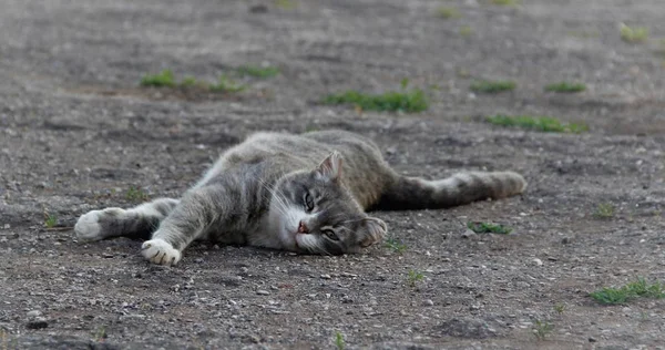 Pets relax in nature