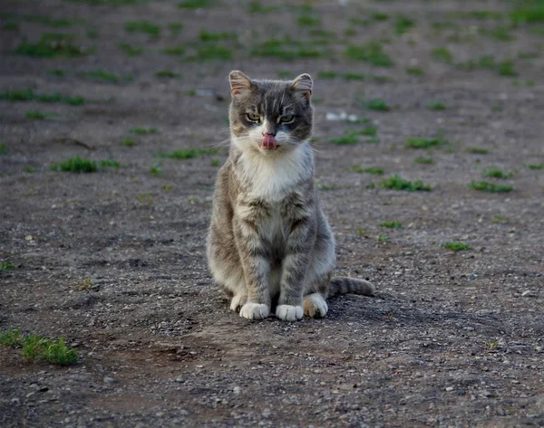 Mascotas Relajarse Naturaleza —  Fotos de Stock