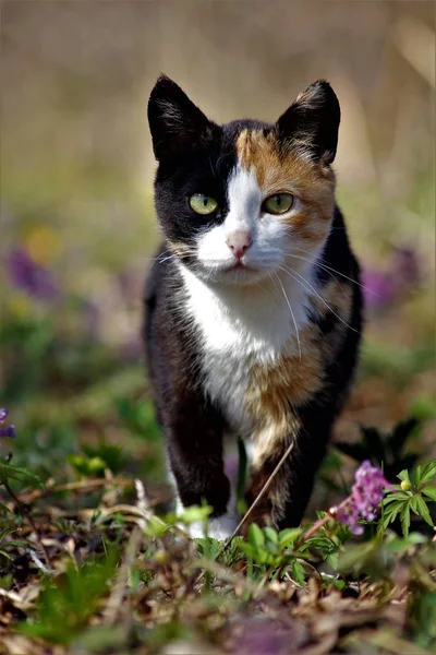 Mascotas Relajarse Naturaleza — Foto de Stock