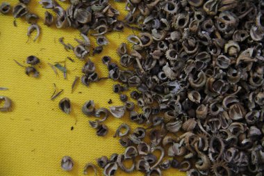 sarı zemin üzerine Calendula tohumları