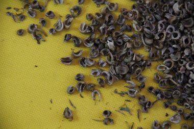 sarı zemin üzerine Calendula tohumları