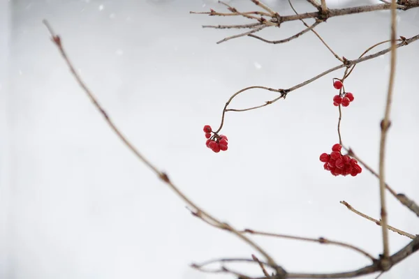 Bayas Viburnum Mes Febrero — Foto de Stock