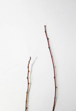 beyaz kağıt dallarda