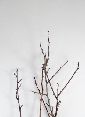 beyaz kağıt dallarda