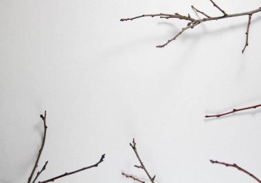 beyaz kağıt dallarda