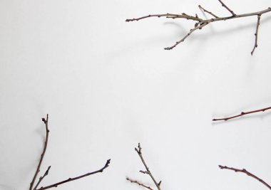 beyaz kağıt dallarda