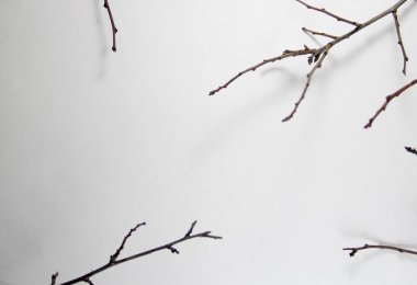 beyaz kağıt dallarda