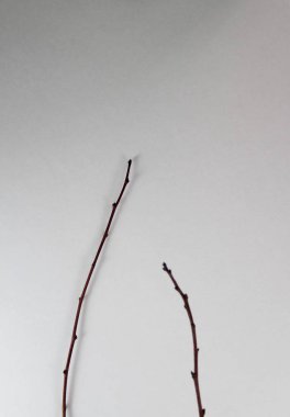 beyaz kağıt dallarda