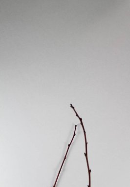 beyaz kağıt dallarda