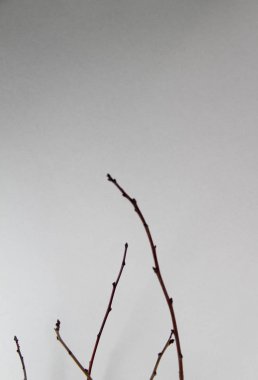 beyaz kağıt dallarda