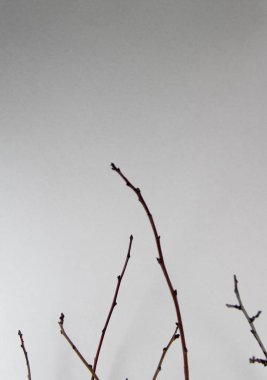 beyaz kağıt dallarda