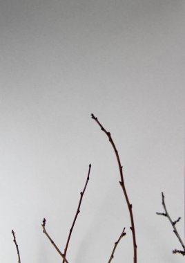 beyaz kağıt dallarda