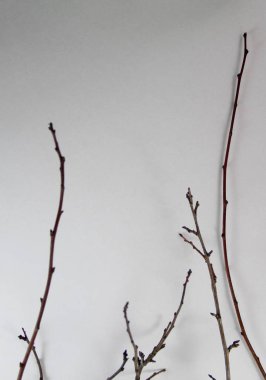 beyaz kağıt dallarda