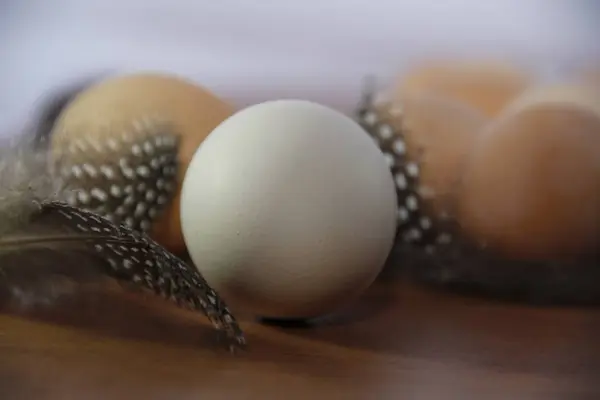 Œufs Poulet Sur Table Bois — Photo