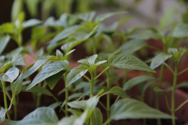 biber ilkbaharda ekilen