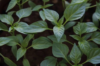 biber ilkbaharda ekilen