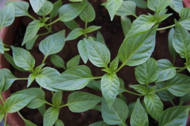 biber ilkbaharda ekilen