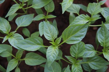 biber ilkbaharda ekilen