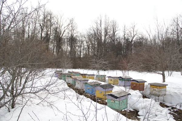 Obszarach Wiejskich Zaangażowany Pszczelarstwie — Zdjęcie stockowe