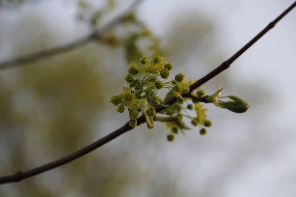 Javor Pozdní Jarní Květy — Stock fotografie